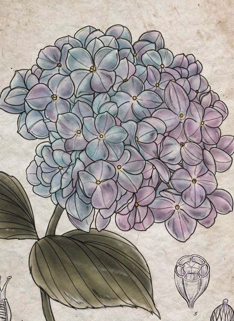 Hydrangea